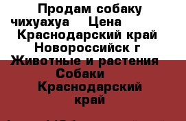 Продам собаку чихуахуа  › Цена ­ 6 000 - Краснодарский край, Новороссийск г. Животные и растения » Собаки   . Краснодарский край